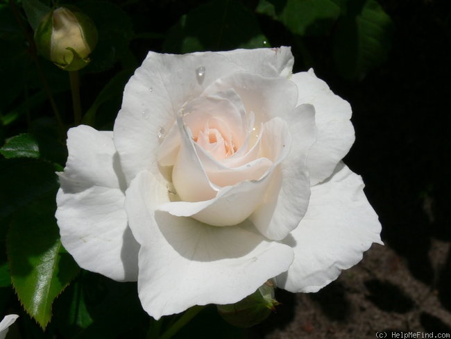'Maria Mathilda' rose photo