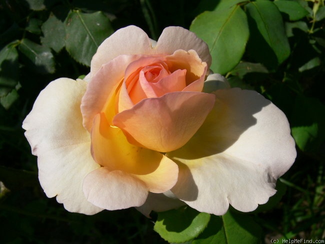 'Apricot Nectar' rose photo