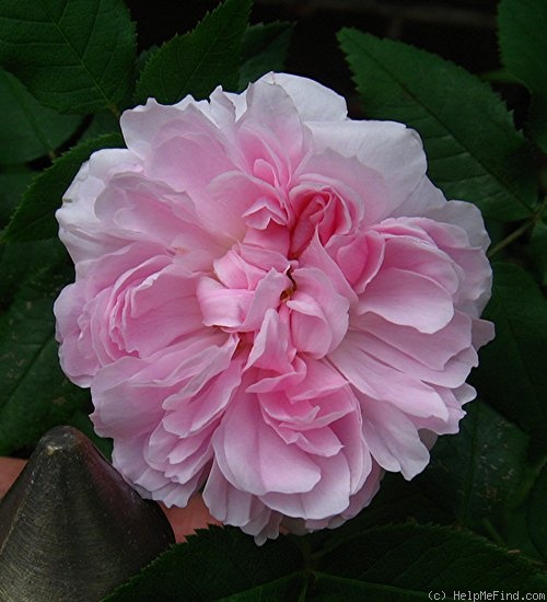 'Jacques Cartier' rose photo