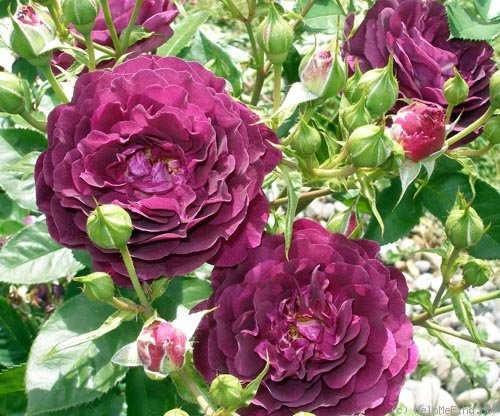 'Ebb Tide ™ (floribunda, Carruth 2001)' rose photo