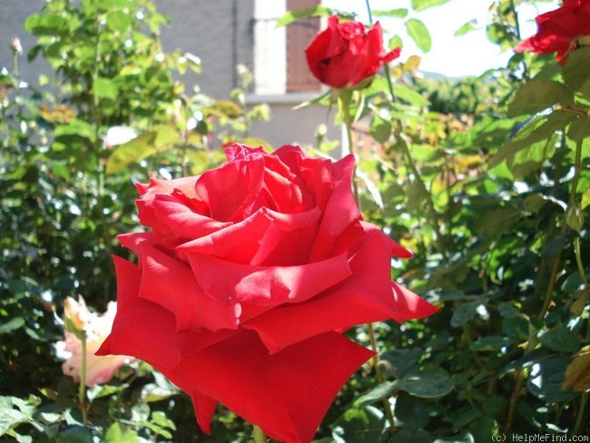 'Pride of England' rose photo