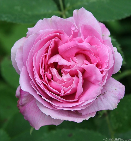 'Reverend H. d'Ombrain' rose photo