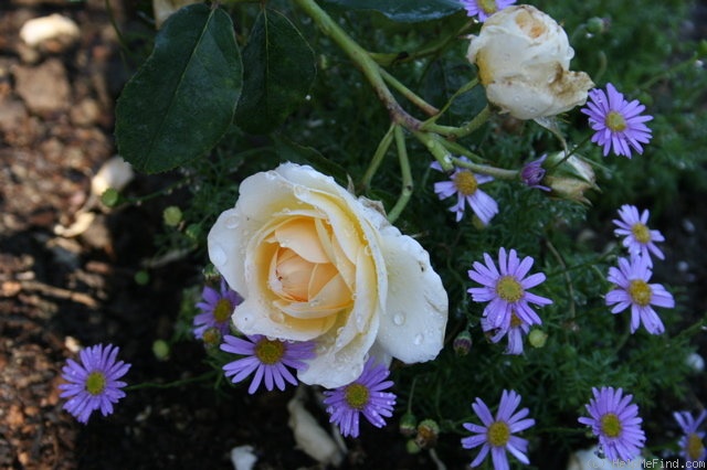 'Ludlow Castle' rose photo