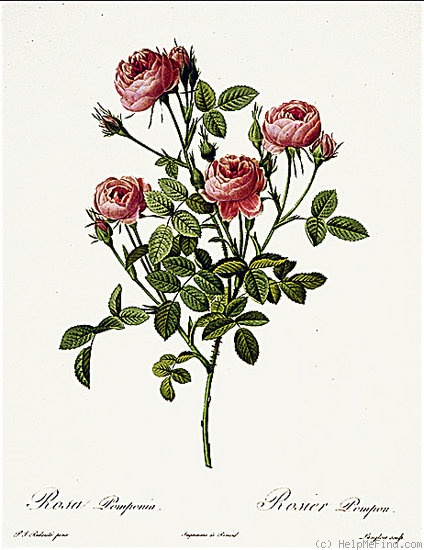 'De Meaux' rose photo