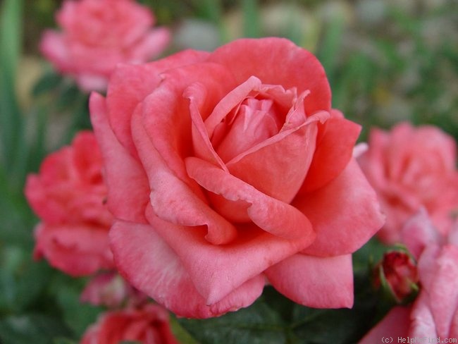 'Paddy McGredy' rose photo