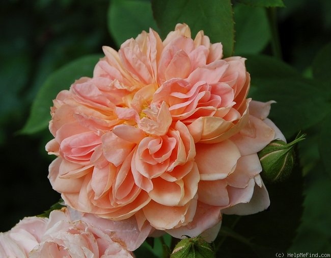 'Colette (climber, Meilland 1994)' rose photo