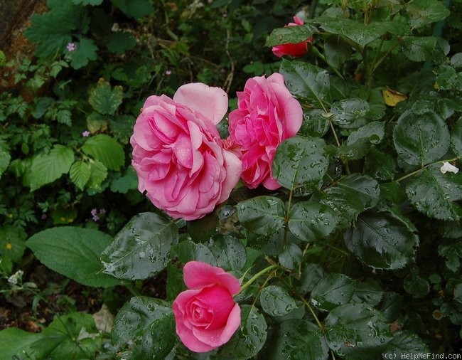 'Berleburg Castle' rose photo