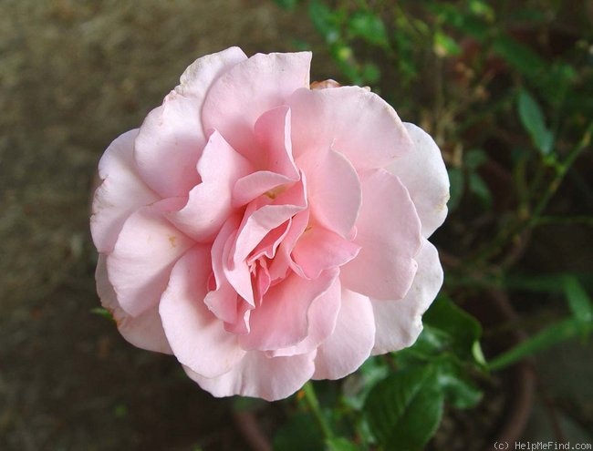 'Geraldine Ferraro' rose, click to enlarge 'Geraldine Ferraro' rose photo