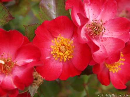 'Glowing Cushion (shrub, Ilsink)' rose photo
