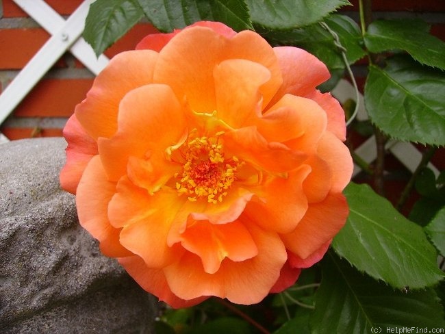 'Westerland (Shrub, Kordes, 1969)' rose photo