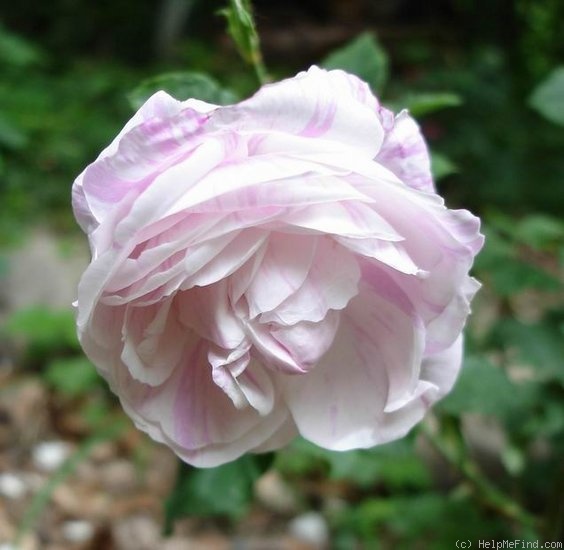 'Dometille Becard (centifolia, Laffay, c.1848)' rose photo