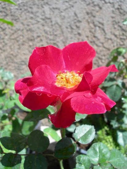 'Emina ™' rose photo