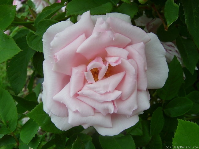 'Kathleen Harrop' rose photo