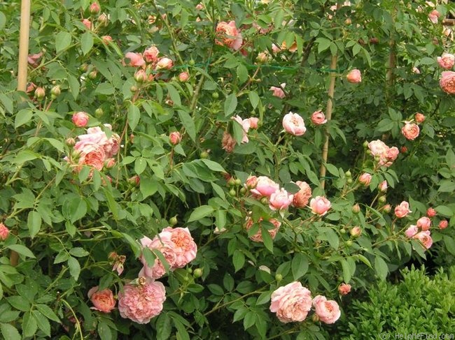'Colette (climber, Meilland 1994)' rose photo