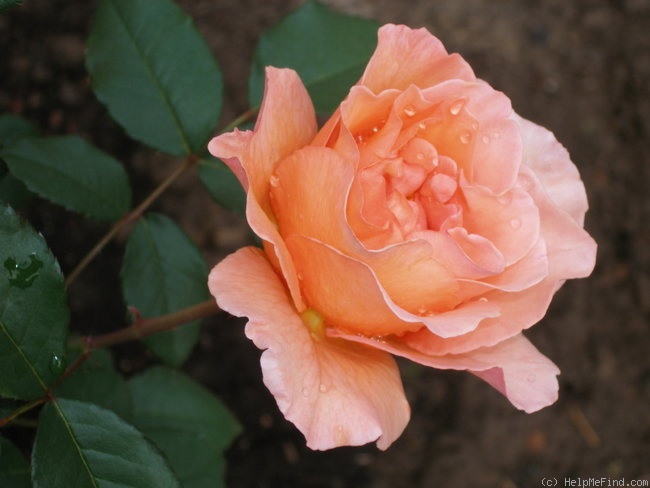 'Doris Tysterman' rose photo