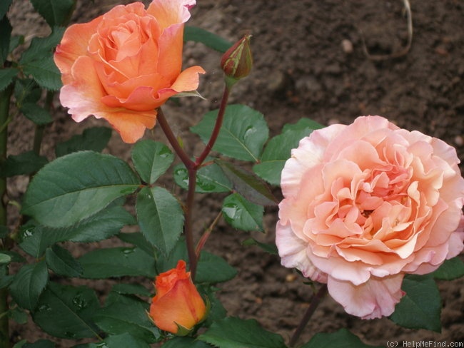 'Doris Tysterman' rose, click to enlarge 'Doris Tysterman' rose photo