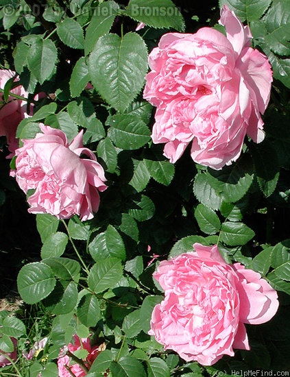 'Hilda Murrell ®' rose photo