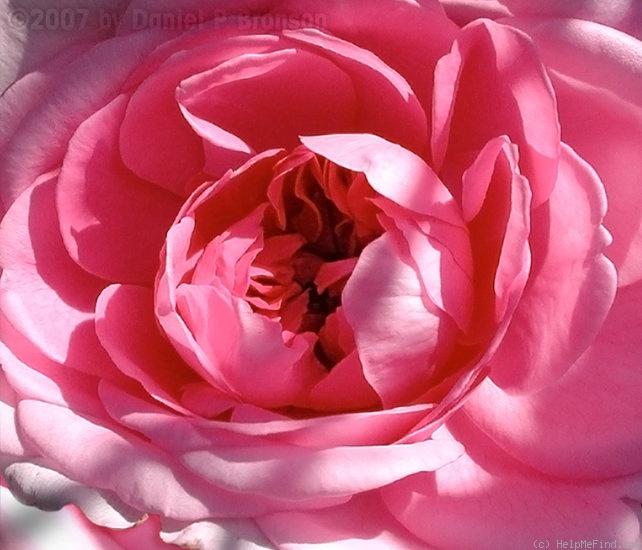 'Gertrude Jekyll' rose photo