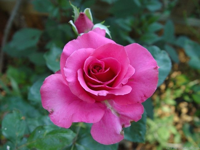 'Hot Princess ® (hybrid tea, Evers/Tantau, 2000)' rose photo