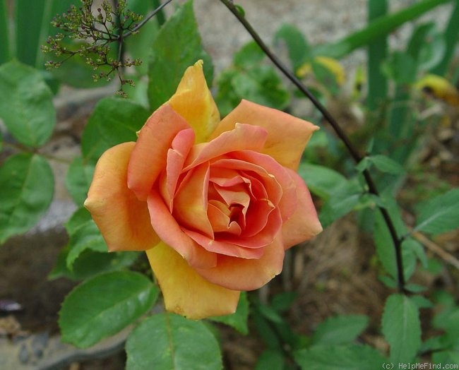 'Vienna Charm' rose photo