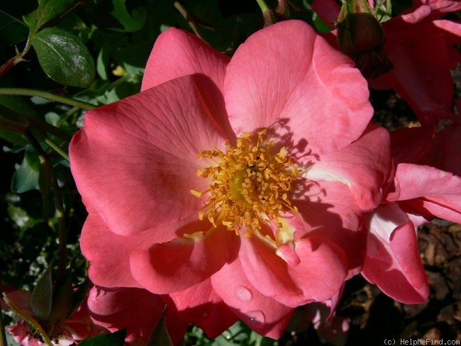 'Northern Lights ® (shrub, Noack, 1997)' rose photo