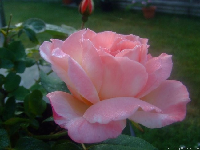 'Chanelle' rose photo