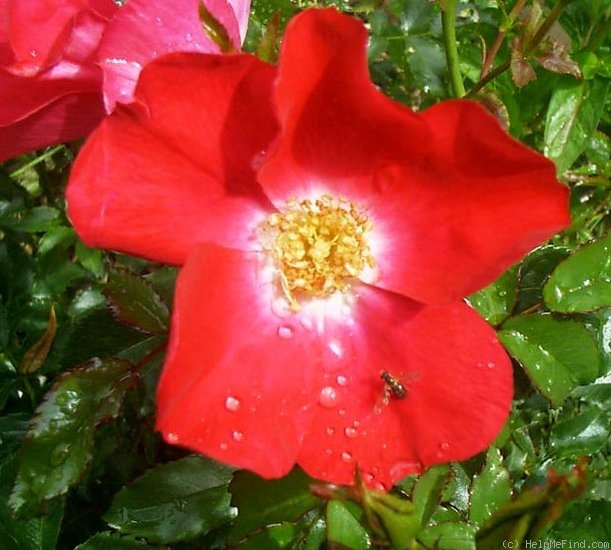 'Rock Creek' rose photo