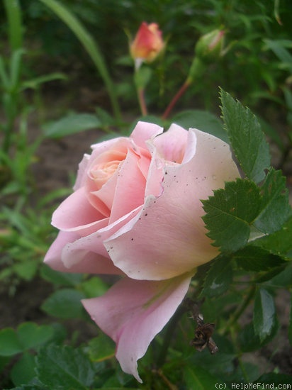 'Morgengruss' rose photo