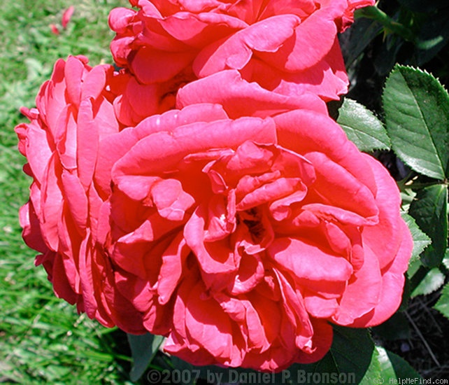 'Wenlock ®' rose photo