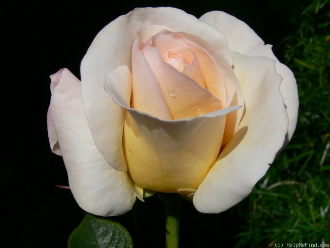 'Grand Nord ®' rose photo