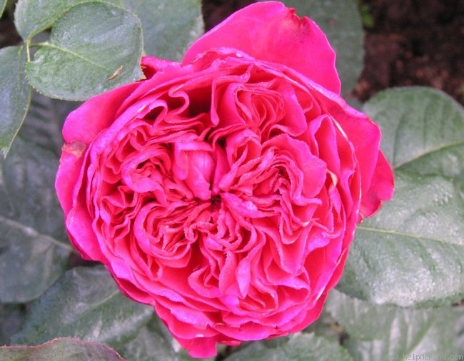 'Alain Souchon ®' rose photo