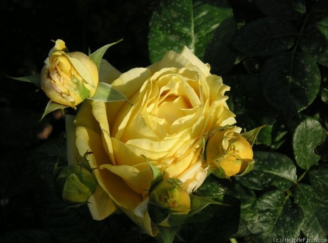 'Michelangelo ® (hybrid tea, Meilland before 1997)' rose photo