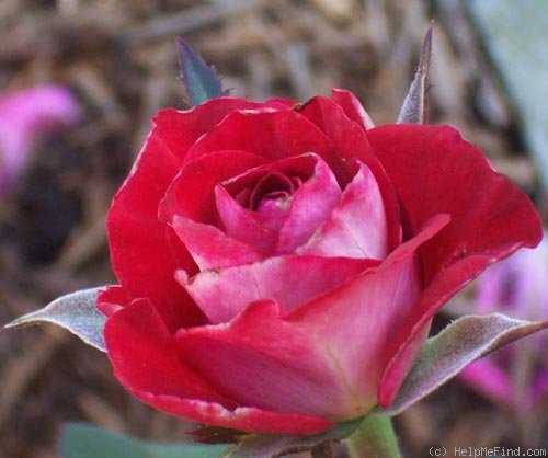 'Latin Lady' rose photo