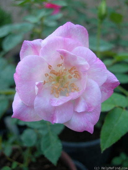 'AURXJOB' rose photo