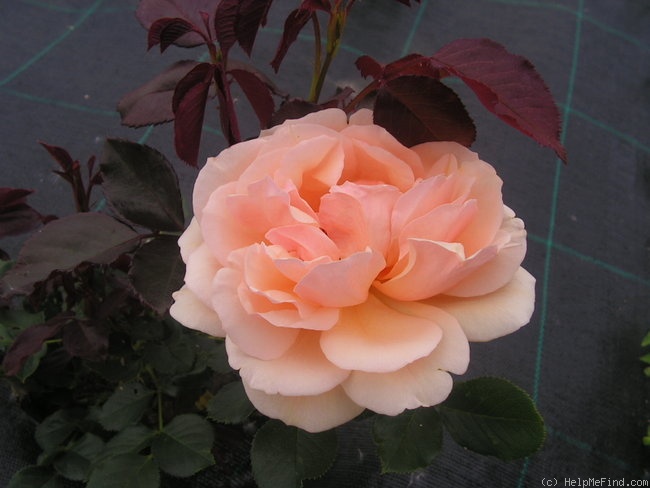 'Brigitte Fossey ®' rose photo