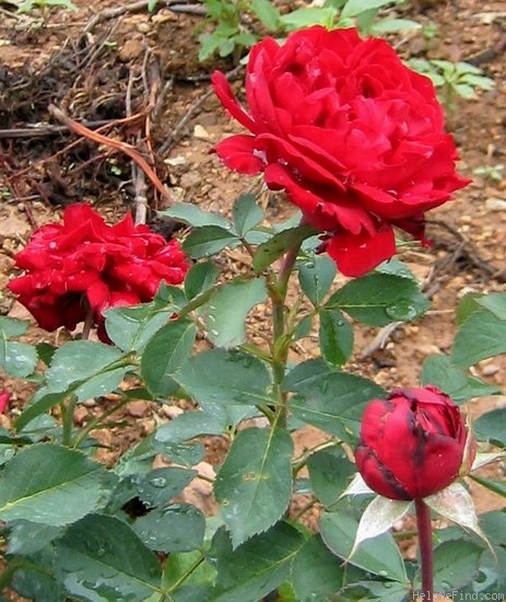 'Belle de Régnié' rose photo