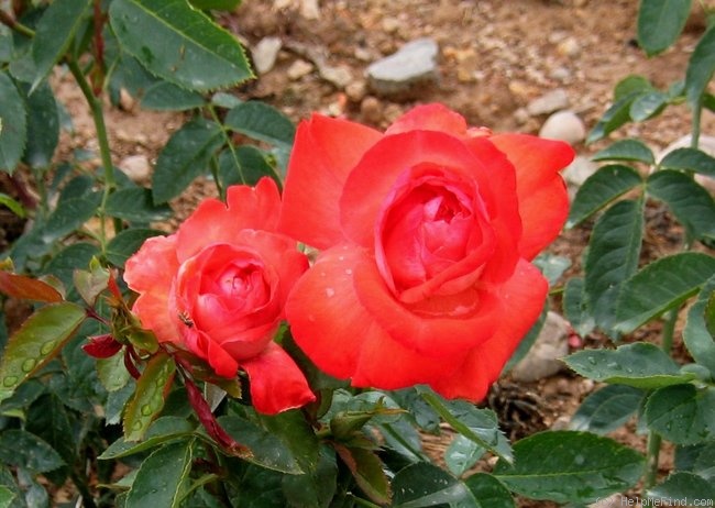 'Cap Horn ®' rose photo