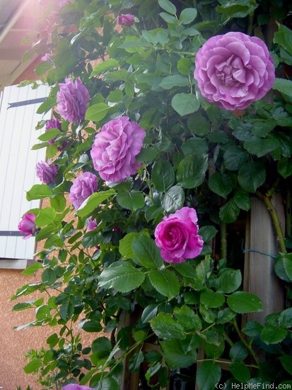 'Grimpant Violette Parfumée' rose photo