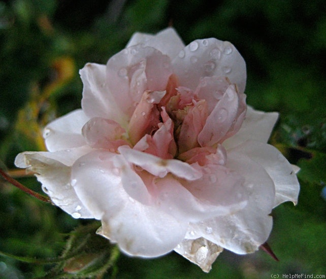 '<i>Rosa carolina</i> f. <i>plena</i> W.H.Lewis' rose photo