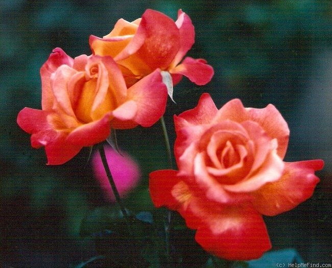 'Linda Raya' rose photo