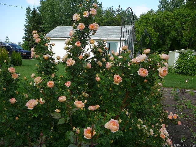 'Prairie Peace' rose photo