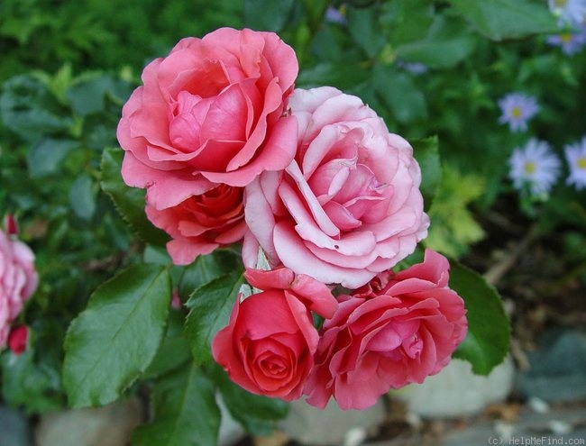 'Bill Slim' rose photo