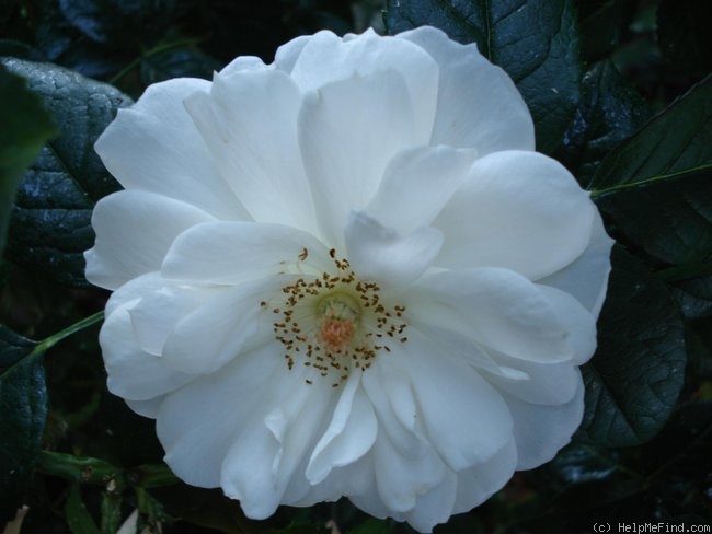 'Lions-Rose ®' rose photo