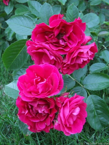 'Flammentanz' rose photo