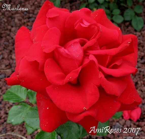 'Marlena ® (floribunda, Kordes, 1964)' rose photo