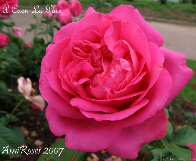 'A Caen la Paix ®' rose photo