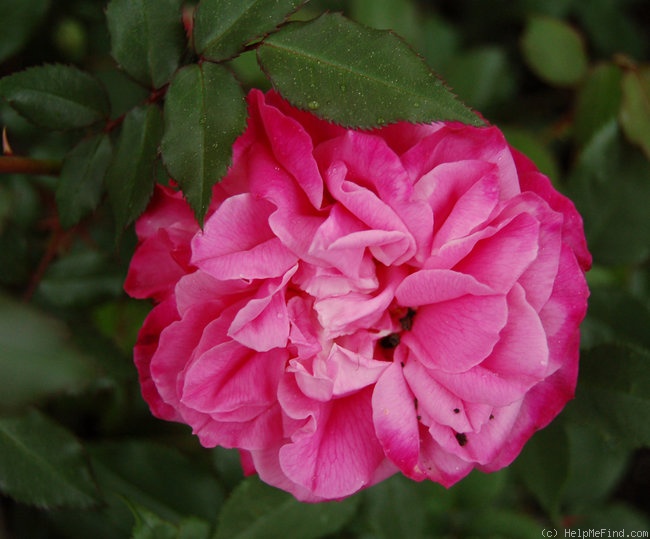 'Alice Hoffmann' rose photo