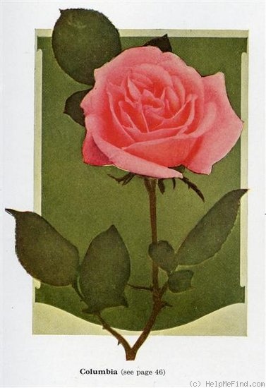 'Columbia (hybrid tea, Hill 1916)' rose photo