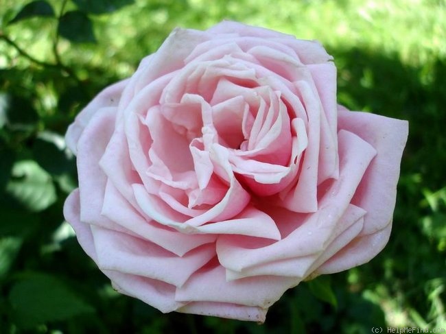'Blossomtime (Large Flowered Climber, O'Neal, 1951)' rose, click to enlarge 'Blossomtime (Large Flowered Climber, O'Neal, 1951)' rose photo