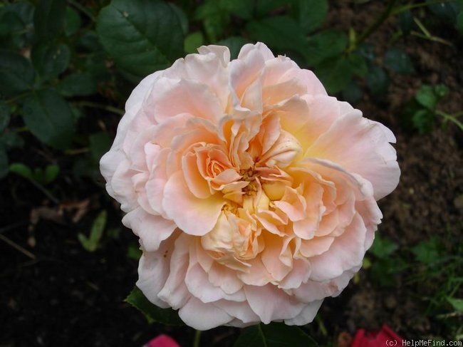 'Queen Nefertiti' rose photo